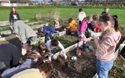 Plantation de Novembre et floraison de …février