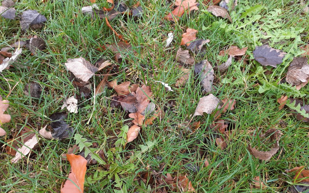 Trésors d&rsquo;automne avec les CM1 et les MS/GS