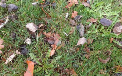 Trésors d&rsquo;automne avec les CM1 et les MS/GS