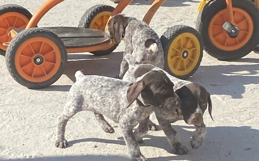 Des chiots en petite section