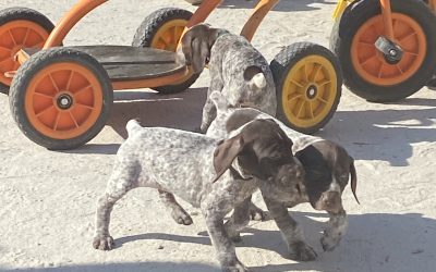 Des chiots en petite section